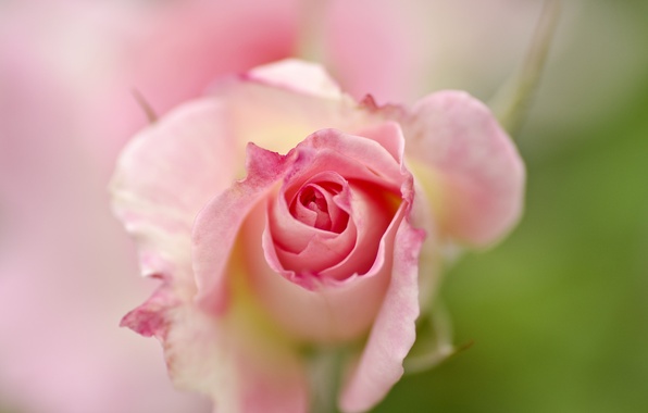 roza-cvetok-fon-6897.jpg