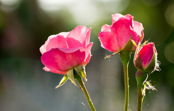 roses-pink-roses-bokeh-rozy-rozovye-rozy-boke.jpg