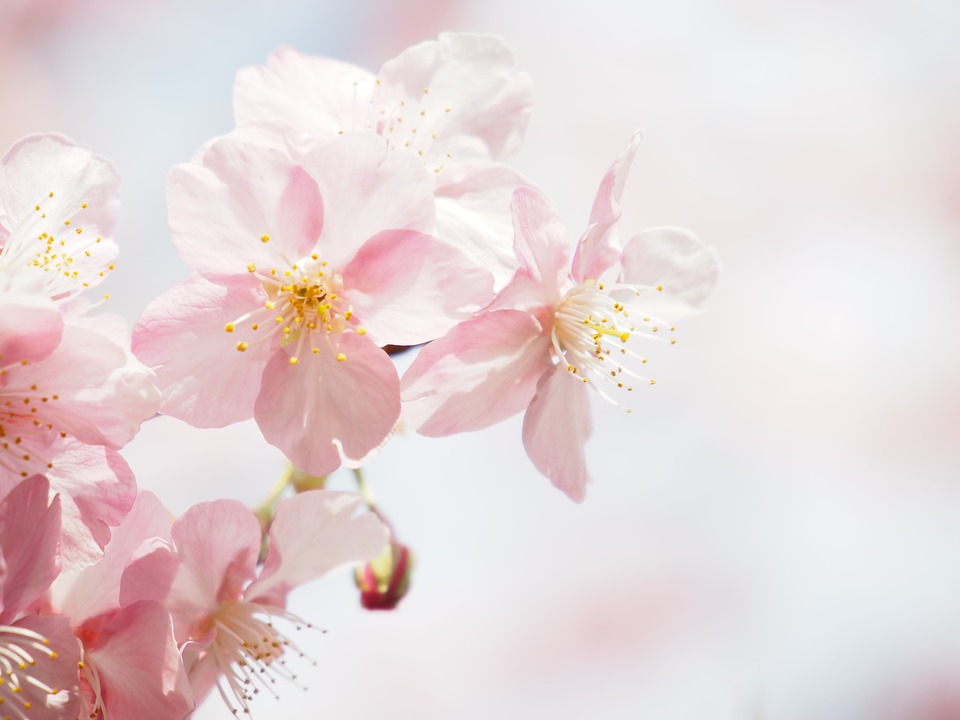 kawazu-cherry-blossom-1199265_960_720.jpg