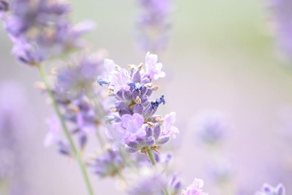 lavender-1889141_960_720.jpg