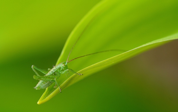 grasshopper-wildlife-6318.jpg