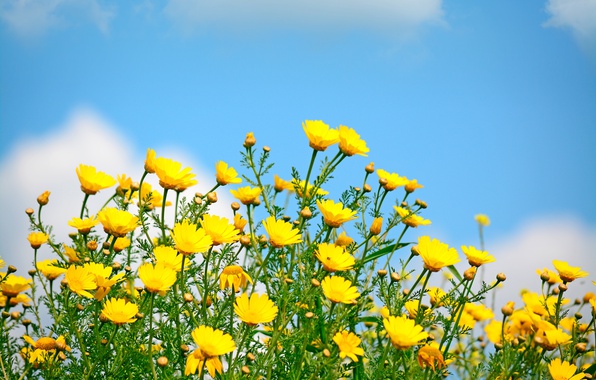 vesna-nebo-tsvety-polevye-pole-spring-solntse-yellow-flowers.jpg
