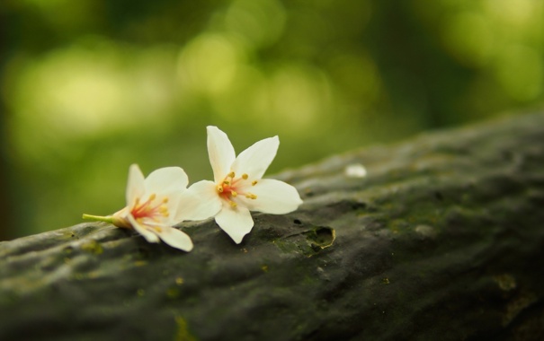 cvety-priroda-fon-1158.jpg