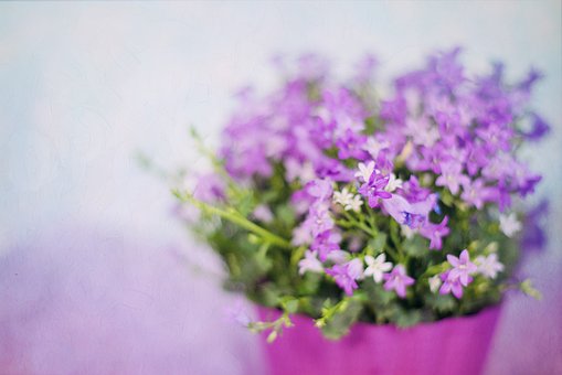 purple-flowers-2191623__340.jpg