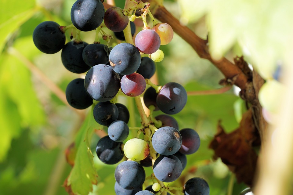 grapes-1637559_960_720.jpg