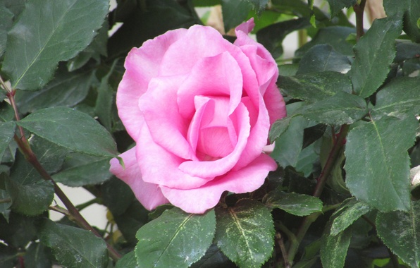 rozy-rose-cvety-flower-pink.jpg