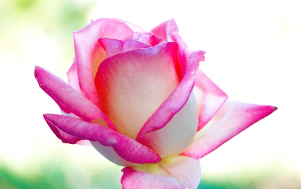 roza-krasota-lepestki-cvet-fon.jpg