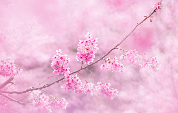 sakura-vetki-cvety.jpg